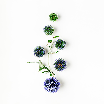 Blue thistle flowers and leaves composition. Flower arrangement on white background. Top view, flat lay. Floral design element