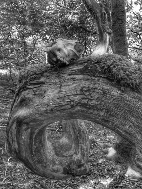 istock Black and white image of animal skull on tree, Cornwall 1165492550