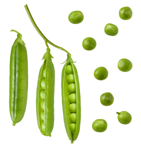 istock Pea isolated. Green fresh raw peas open pod with beans on stem isolated on white background 1165493149