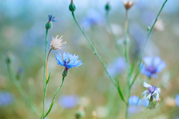 istock Cereal field with cornflowers under sunlight. Selective focus. Plant background. 1165494540