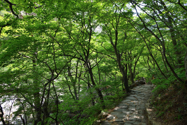 istock North Korea. Diamond mountains. Mt.Kumgang 1165496738