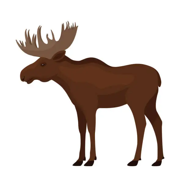 Vector illustration of Standing single brown moose with big horns