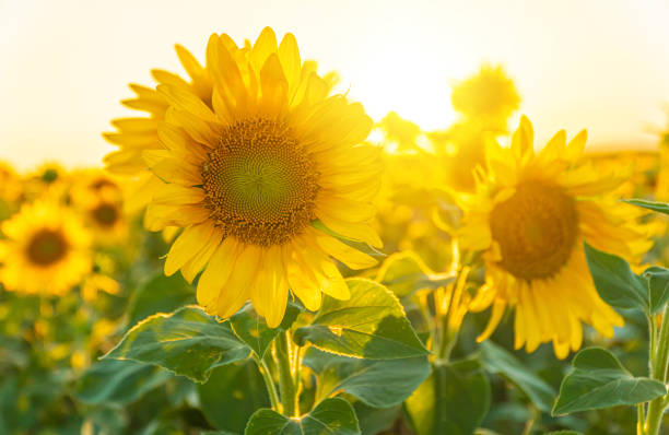 istock Field of blooming sunflowers on a background sunset 1165497695