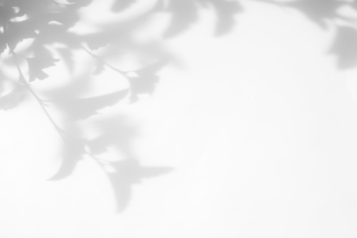 Gray shadow of the leaves on a white wall. Abstract neutral nature concept background. Space for text.