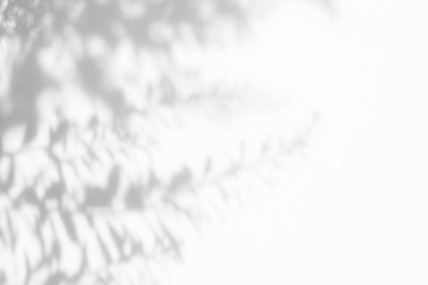 istock Gray shadow of the leaves on a white wall 1165498301