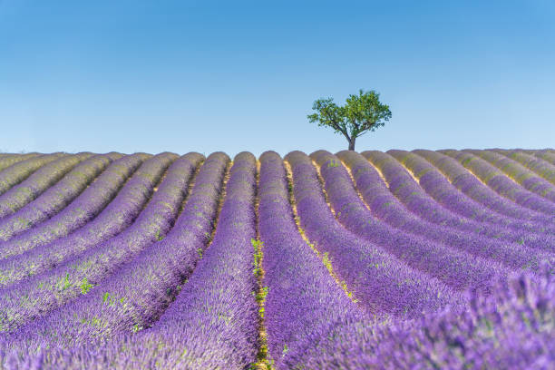 istock Lavender field at sunset, lonely tree in background. Valensole Plateau 1165498521