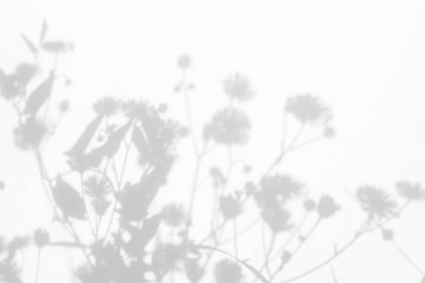 istock Gray shadows of the flowers and grass 1165498559