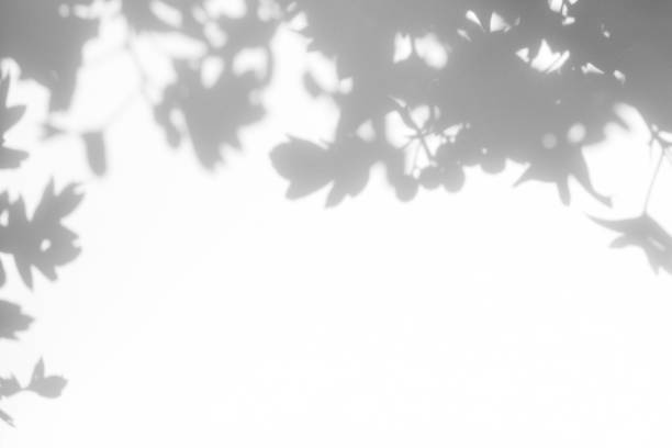 istock Gray shadow of the leaves on a white wall 1165498560