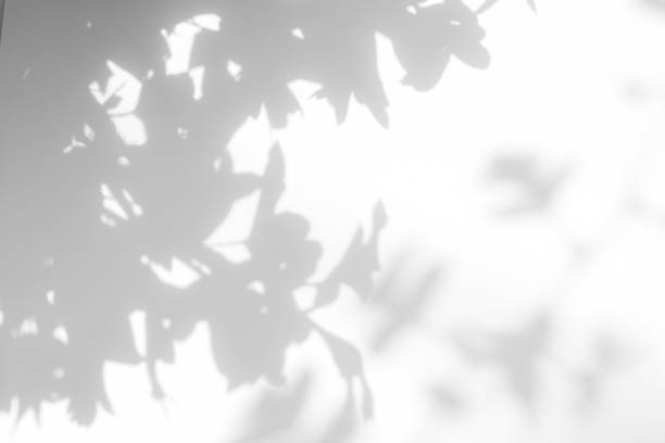 istock Gray shadow of the leaves on a white wall 1165498562