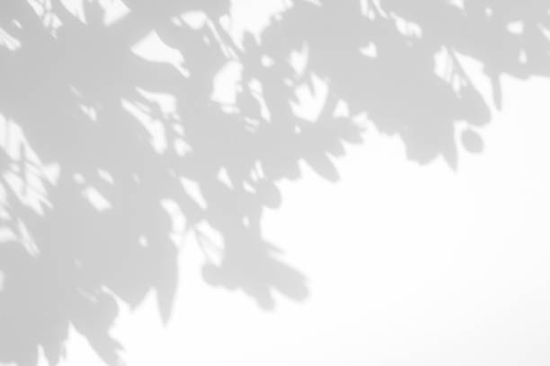 istock Gray shadow of the leaves on a white wall 1165498567