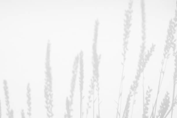 Gray shadows of the flowers and grass Gray shadows of the flowers and delicate grass on a white wall. Abstract neutral nature concept background. Space for text. horse color stock pictures, royalty-free photos & images