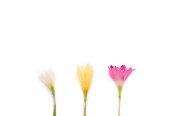 istock multicolored rain lily flowers on white background 1165503029