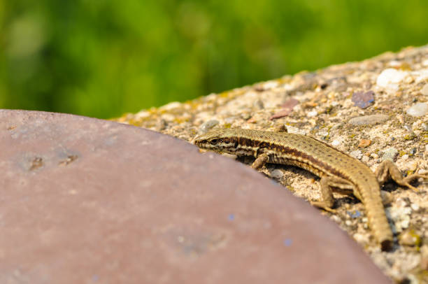 istock Green lizard on the concrete next to the metal pillar. Small lizard getting scared and retreating to its hide 1165504050