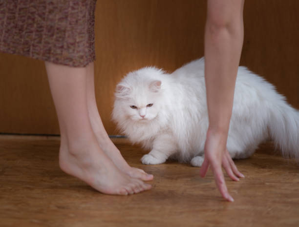 istock Hands and feet during a yoga exercise with white cat, persian, ragdoll 1165504223