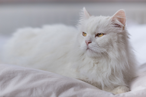 White cat, Persian cat, ragdoll cat with fur white longhair with long hair in front of white background