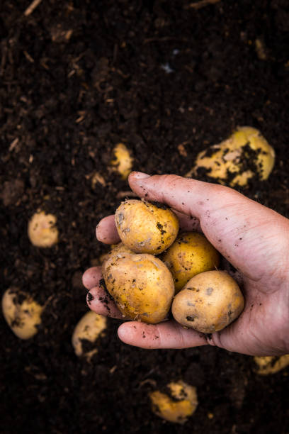 istock Gardener Hand Hold Young Potatoes over Soil in Garden 1165504977