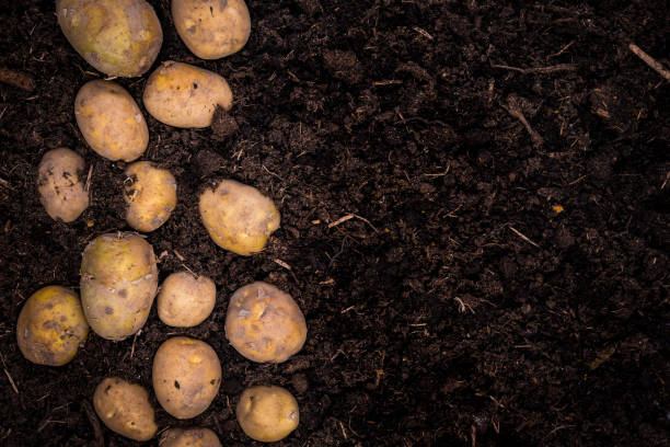 Young Potatoes on Soil, Border Background, Poster Template