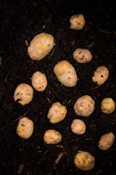 istock Young Potato Bulbs Lay on Soil, Top View, Harvest Concept 1165505060