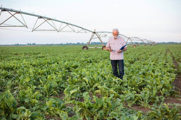 smiling gray haired senior agronomist or farmer taking and examining soil samples in a soy or sugar beet field - photography gray hair farmer professional occupation imagens e fotografias de stock