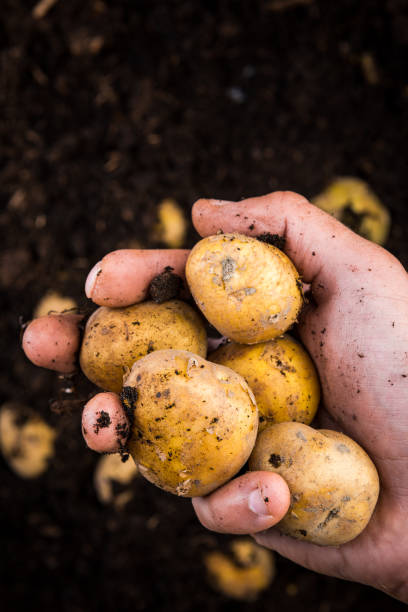 istock Farmer Hand Holding Young Potateos over Soil at Farm 1165505303
