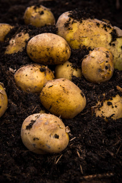 istock Bunch of Fresh Harvested Potatoes in Soil Dirt 1165505372