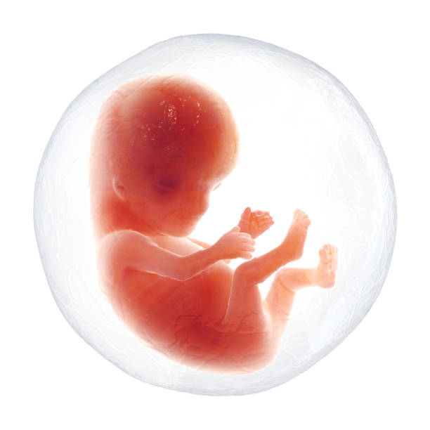 Human Embryo Human embryo. Isolated on the white background. Concept. 3D Render chromosome science genetic research biotechnology stock pictures, royalty-free photos & images