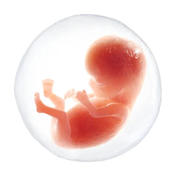 Human embryo. Isolated on the white background. Concept. 3D Render
