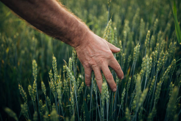 istock The farmer’s hands touch the wheat 1165506922