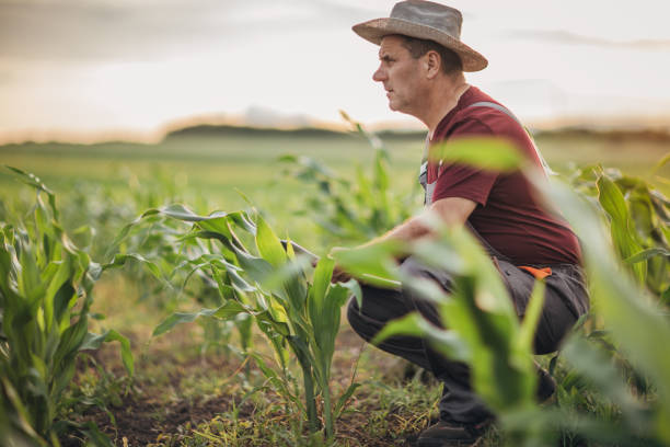 istock The farmer is watching the corn grow 1165507251