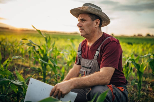 istock The farmer records the growth of corn 1165507299