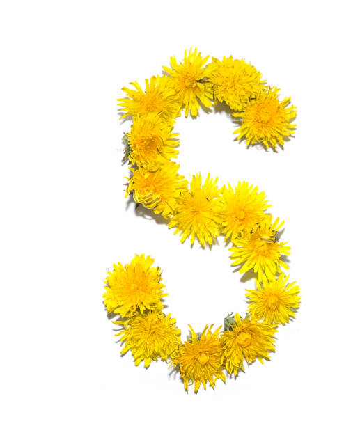 istock English dandelion alphabet 1165508013