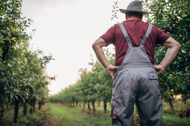 istock Senior farmer in orchard portrait 1165508152