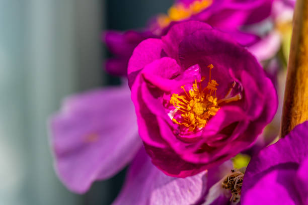 Glowing flowers are in focus