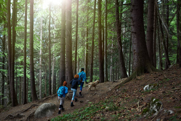 istock Walking through the forest with the dog 1165508489