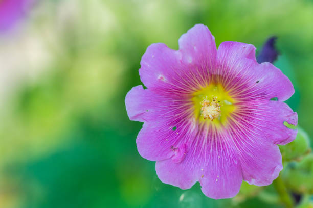 Glowing flowers are in focus