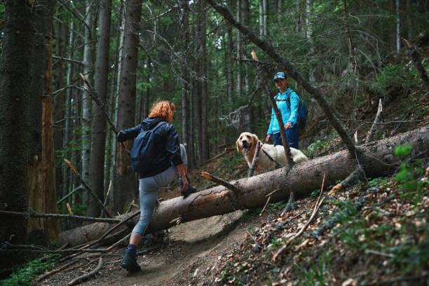 istock In the forest with the dog 1165508494