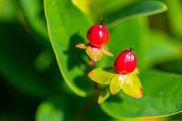 Glowing flowers are in focus
