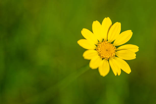 Glowing flowers are in focus