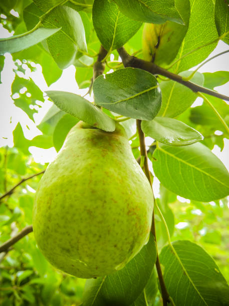 istock Close-up of fresh green pear growing on tree branch. 1165509967