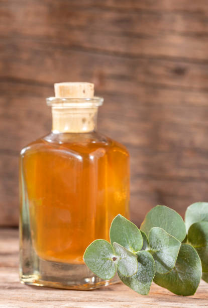 istock Eucalyptus little boy blue - Fresh and green leaves 1165510088