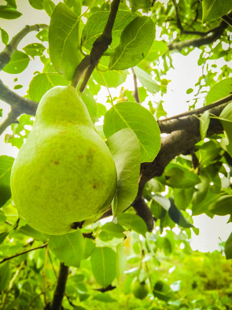 istock Close-up of fresh green pear growing on tree branch. 1165510163