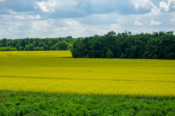 istock Yellow flowers rape  on  field against a blue sky with white clouds create beautiful summer landscape. 1165510166