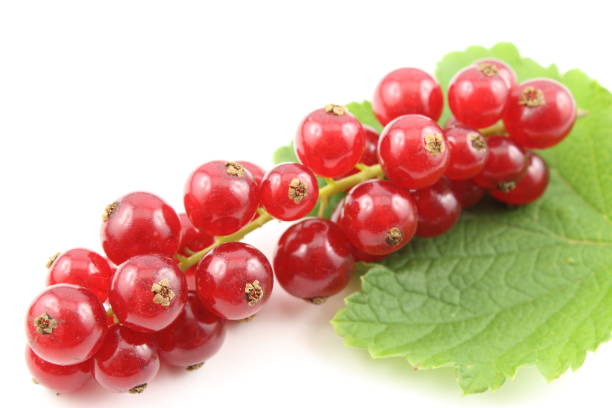 istock fresh red currant fruits isolated on a white background 1165512357