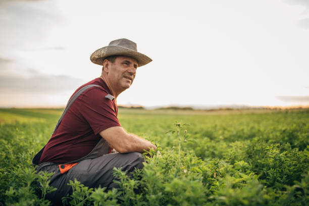 istock The farmer is watching the crop grow 1165513891