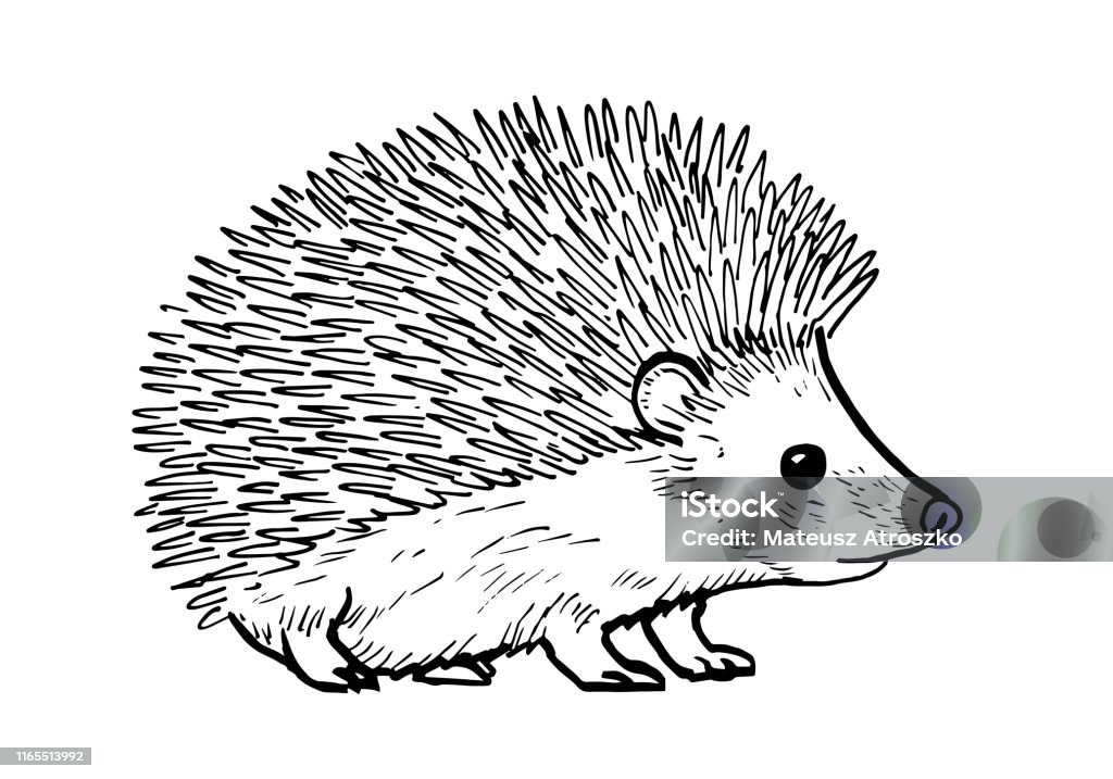 Cartoon Drawing Of A Cute Hedgehod Stock Illustration - Download Image Now  - Hedgehog, Illustration, Cut Out - iStock
