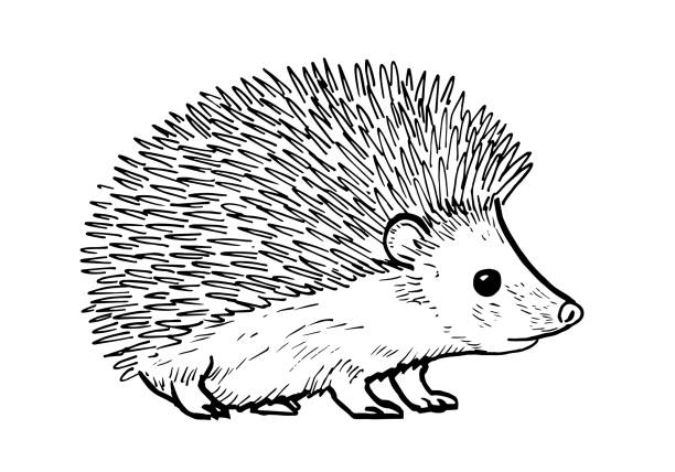 Cartoon drawing of a cute hedgehod A hand drawing of cartoon like cute young mammal - hedgehog hedgehog animal mammal isolated stock illustrations