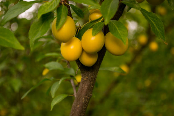 istock Yellow plums on the tree in the garden. Close up. 1165514033