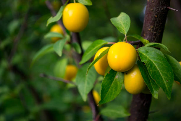 istock Yellow plums on the tree in the garden. Close up. 1165514051