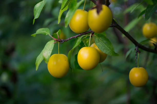 istock Yellow plums on the tree in the garden. Close up. 1165514077