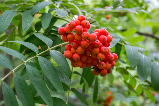 die beerenhaufen auf einem rowanbaum. zusammenrücken. - berry fruit fruit ash autumn stock-fotos und bilder